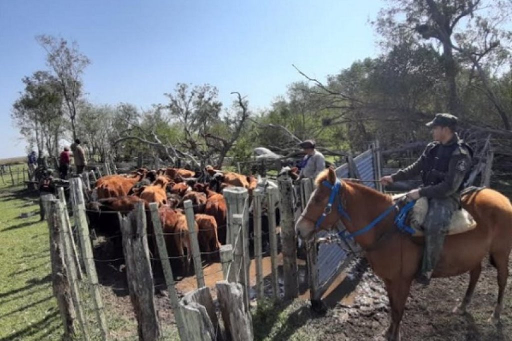 🚨🐮 La policía recupera vacas que fueron robadas en 9 de Julio